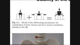 The Sacroiliac Joint Part 2  Factors Affecting Stabilization [upl. by Dolf]