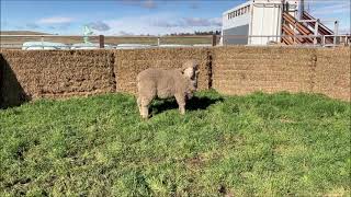 COTTAGE PARK MERINO STUD RAM SALE  LOT 15 [upl. by Vanya]