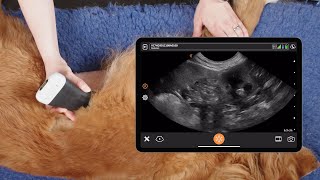 Canine Abdominal FAST Exam [upl. by Nylarad246]