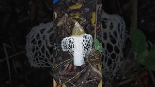 Phallus indusiatus  Bamboo mushroom  Edible fungi explore fyp mushrooms ytshorts cachar [upl. by Nnyliram]