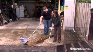 Australian crocodile turns orange [upl. by Tongue]