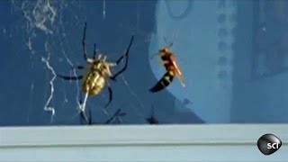 Wasp Vs Spider  Outrageous Acts of Science [upl. by Auqenahs]