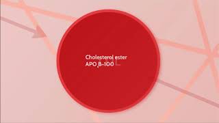 Lipoprotein Metabolism • Chylomicron VLDL LDL HDL  Biochemistry [upl. by Anilesor]