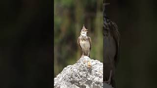 Crested larkBirds Sounds  Birds Song  Birds Singingshorts birds nature short birdsounds [upl. by Ellinehc]