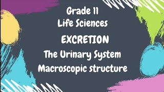 Grade 11 Life Sciences Excretion The Urinary System Macroscopic Structure Kidney [upl. by Gwenni]