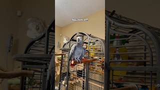 Gizmo tells Bird to Squawk off 😅 funnyparrot bird talkingparrot parrot [upl. by Toolis]