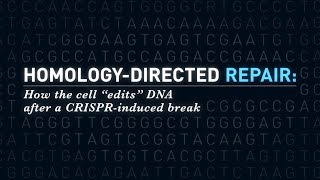 Homologydependent double strand break repair [upl. by Hedi]