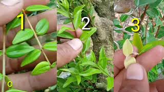 PENGENALAN 3 JENIS BONSAI NASINASI Syzygium Buxifolium DAN PERBEDAANNYA [upl. by Llerrehc]