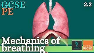 GCSE PE  MECHANICS OF BREATHING  Anatomy and Physiology Respiratory System  22 [upl. by Brufsky]