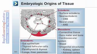 Rapid Learning Embryology  Embryogenesis [upl. by Zosema]