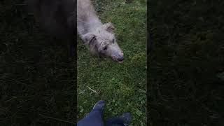 Bedlington Whippets can boulder to grade D3 doglover bouldering nature [upl. by Mauro]