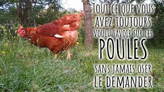 Commencer avec des POULES PONDEUSES 216 [upl. by Nessa]