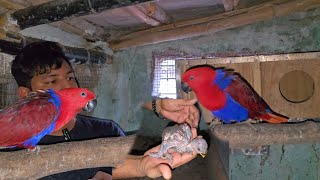 My Eclectus parrot pair have new born babies😍 [upl. by Greff747]