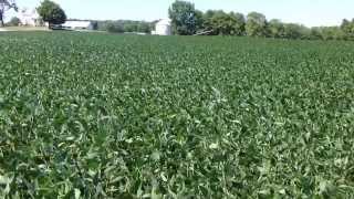 Cover Crops and Soybeans Two consecutive years cover crops show impressive difference in soybeans [upl. by Aynahs]