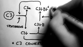 Complement 2  Alternative Pathway [upl. by Akcirret]