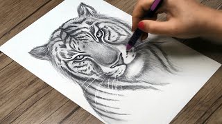 How to Draw a Realistic Tiger Head  Tiger Face Drawing Step by Step [upl. by Siberson]