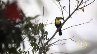 Belizean Toucans [upl. by Treboh]