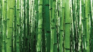 How Fast Does Bamboo Grow [upl. by Isnyl]