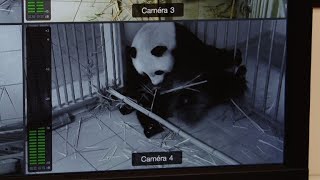 Panda at French zoo expecting twins [upl. by Ludeman]