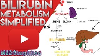 Bilirubin Metabolism Simplified [upl. by Nored238]