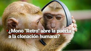 ¿Se abre la puerta a la CLONACIÓN HUMANA  El caso del mono quotRetroquot causa conmoción 🧪🐒 [upl. by Klecka694]