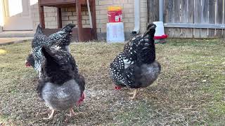 OUR SILVER LACED WYANDOTTE CHICKENS 8 MONTHS [upl. by Sylvanus565]