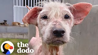 Hairless Street Dog Transforms Into Fluffiest Teddy Bear  The Dodo [upl. by Yelnik]