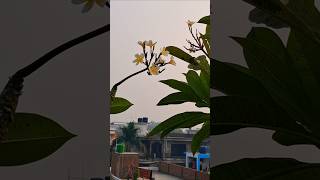 Dormancy मैं गुलाचीन gardening sight sorts chetnavlog viarlvideo nature [upl. by Aryahay956]