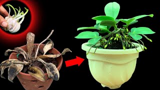 5 super simple tips to revive dying orchids immediately [upl. by Ytissahc83]