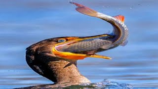 Cormorant eating big fish [upl. by Tsiuqram]