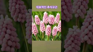 Muscari armeniacum 무스카리 무스카리 키우기 무스카리 구근 shorts [upl. by Airual470]