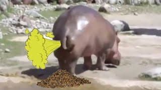 Extreme funny Try not to laugh animals farting compilation [upl. by Ennahteb648]