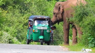 quotRoad trips turn dangerous as wild elephants charge vehiclesquotelephantattack2024 [upl. by Atat]