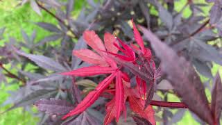 Every tree is beautiful and unique My Japanese Acer Skeeters broom with its pastel red new growth [upl. by Neddie593]