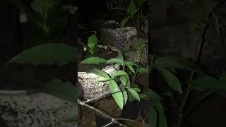 Bahan bonsai mame LOA  ARA Ficus racemosa bonsai fypシ゚viral bonsaitree naturebeauty [upl. by Akcirederf613]