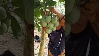 Emakemak panen mangga Manalagi [upl. by Aicenert]