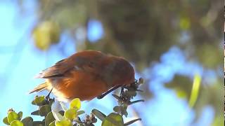 Akepa one of the rarest honeycreeper songbirds of Hawaii Big Island [upl. by Yensehc]