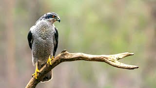 Northern Goshawk The Most Aggressive American Raptor [upl. by Nueovas]