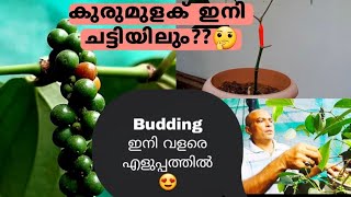 കുരുമുളക് budding ഇനി തിപ്പല്ലിയിൽ 🌱 Grafting pepper in thippallipiplilong pepper malayalam [upl. by Eeniffar]