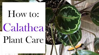 How to Calathea Plant Care [upl. by Austine]