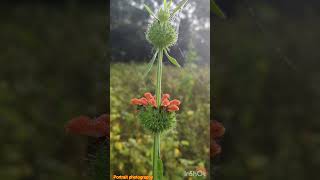 Leonotis nepetifolia [upl. by Bogey]