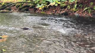 2024 Chinook Salmon at Lake Creek [upl. by Press]