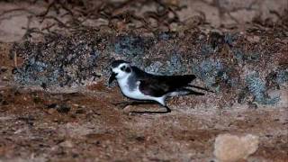 Avifauna canaria [upl. by Eelaras]