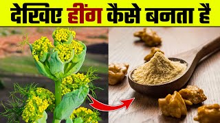 देखिए हींग कैसे बनता है  Hing Kaise Banta Hai  Hing Making Process  Asafoetida Making amp Farming [upl. by Nimzay593]