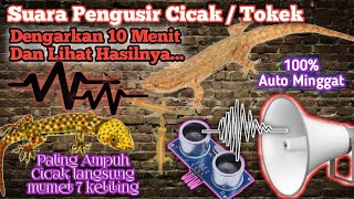 Suara Pengusir Cicak  Tokek dari Rumah 100 Ampuh langsung Minggat [upl. by Misty]