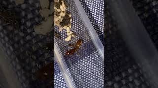 Lasius Murphyi Hybrid Day 2 Pupae introduced [upl. by Herminia]