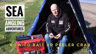 HOW TO BAIT UP WITH PEELER CRAB WITH SEA ANGLING ADVENTURES [upl. by Ramel]