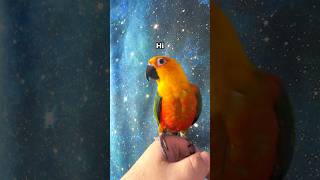 Jenday Conure talking and giving kisses 🥰😍 talkingparrot jendayconure [upl. by Gaskin]