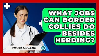 What Jobs Can Border Collies Do Besides Herding  PetGuide360com [upl. by Beera]