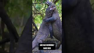 Anaconda VS Komodo Dragon  Who Wins 💀😱 [upl. by Enybor]